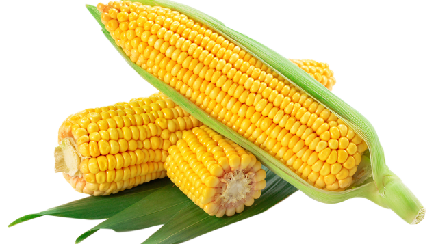 corn