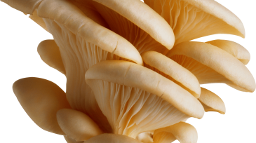 mushrooms