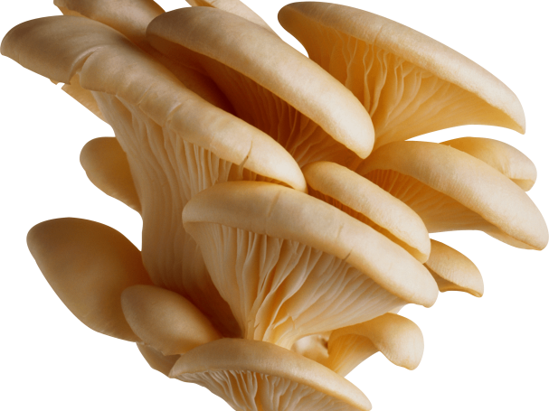 mushrooms