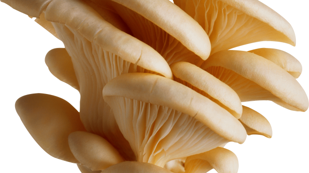 mushrooms