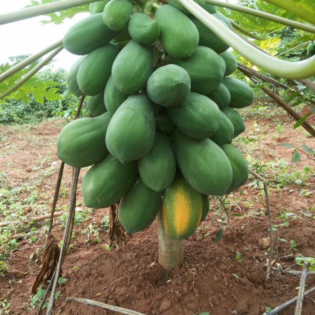 paw-paw
