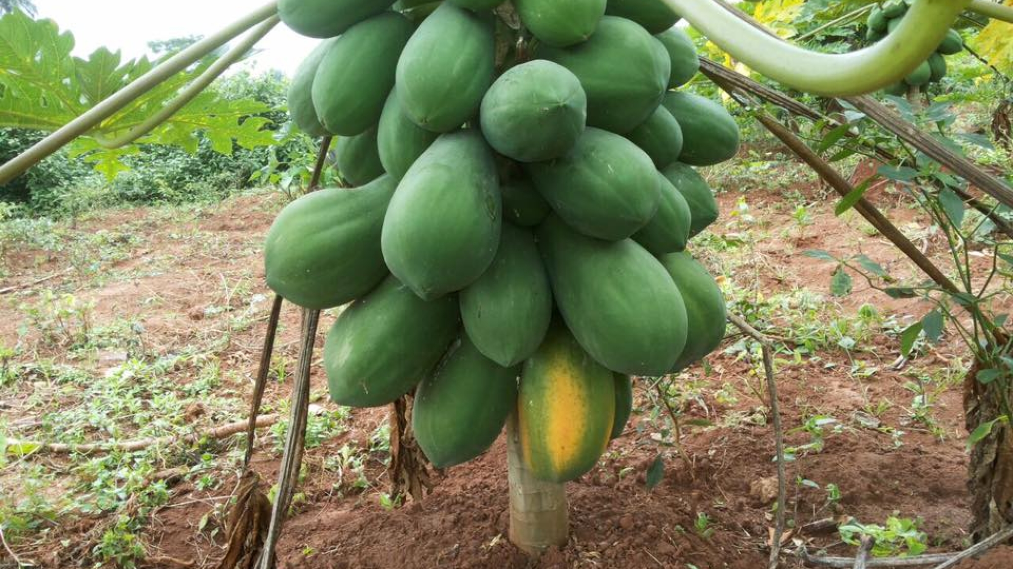 paw-paw
