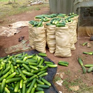 cucumbers