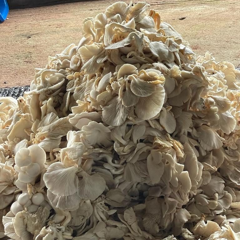 mushroom