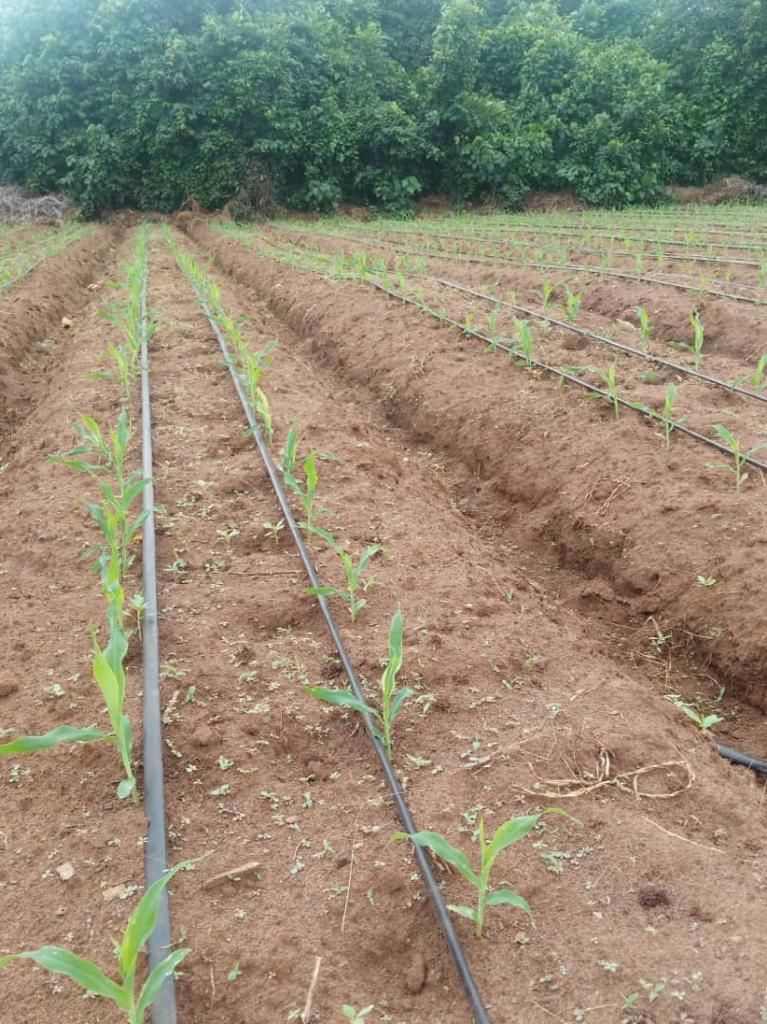 newly planted sweet corn