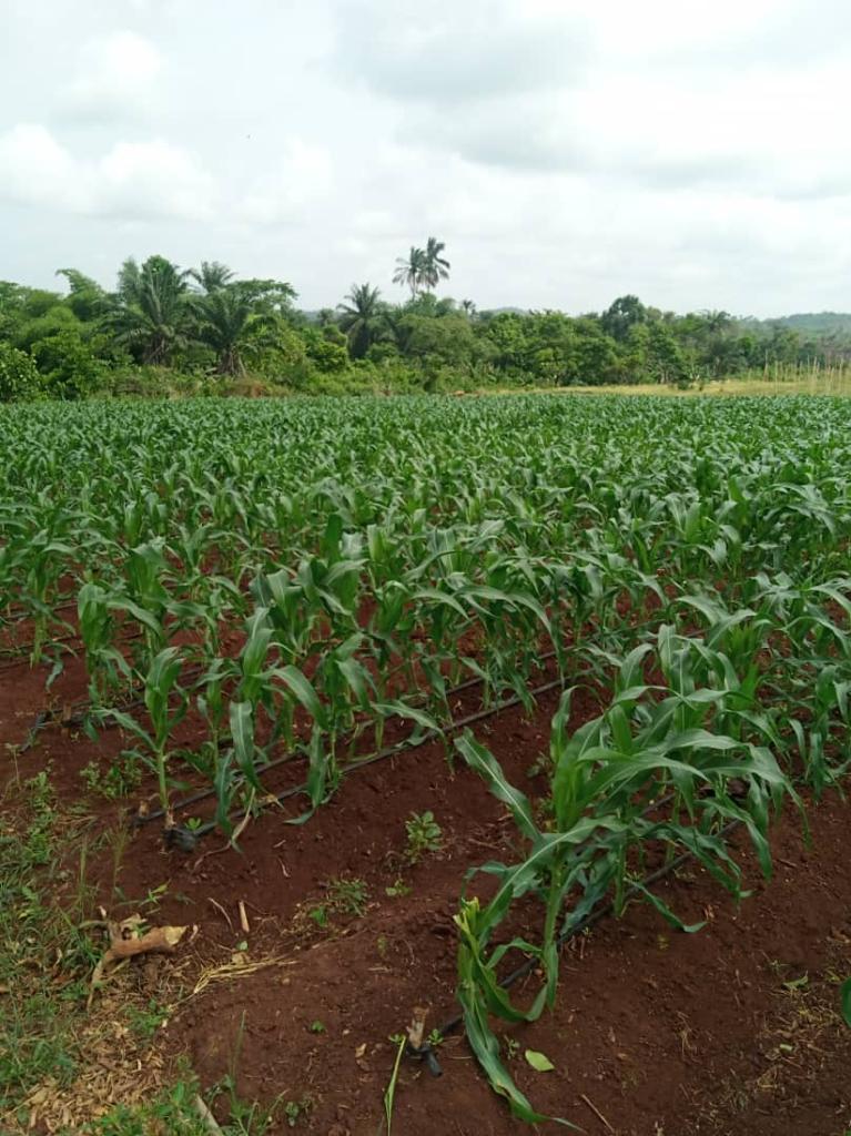 sweetcorn farm