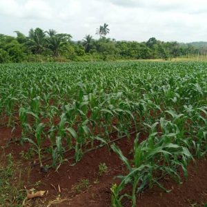 sweetcorn farm