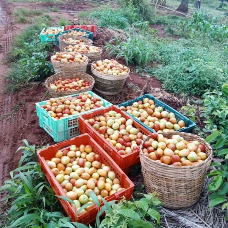 Tomato